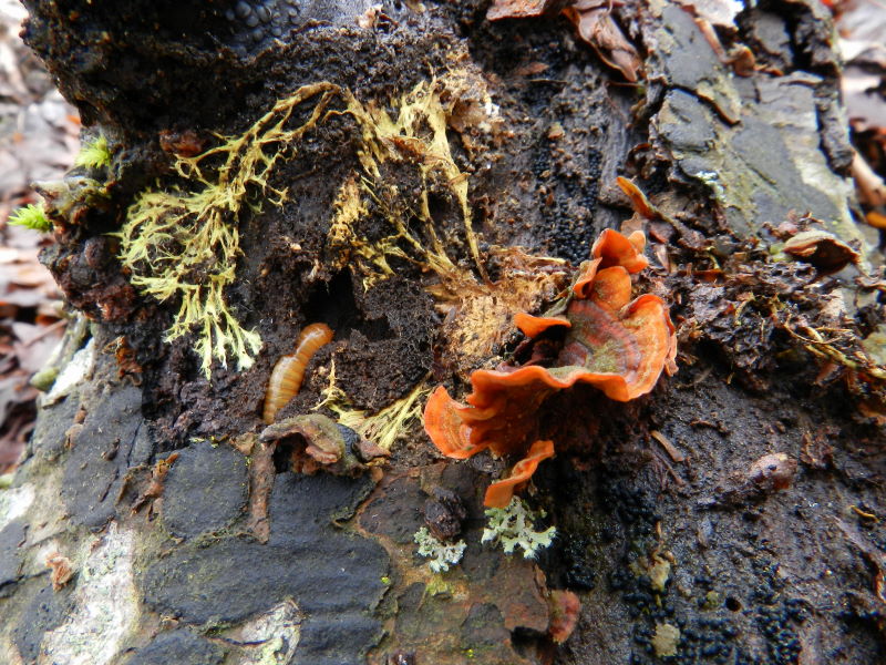 Stereum sp.-2 marzo (Stereum subtomentosum)
